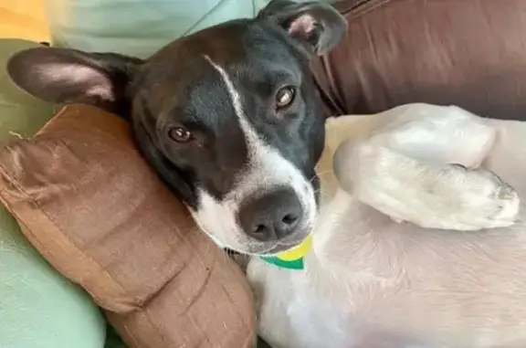 Lost Dog: Sweet Oreo, Churchville Area