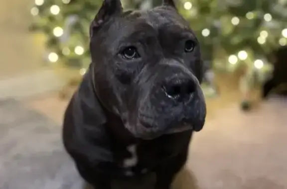 Lost Friendly Blue Dog in Saint Paul