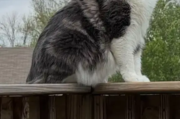 Lost Cat: Fluffy Grey & White on Floyd Ave