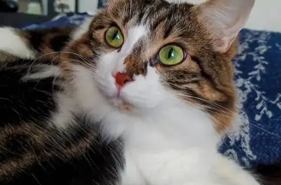 Chatte écaille perdue à Bédarrides - photo