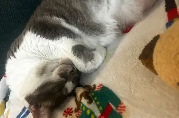 Lost Large Grey & White Cat in Austin