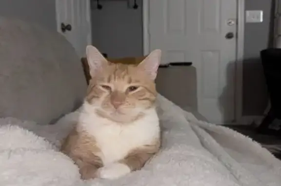 Friendly Orange Cat Missing in Keenland