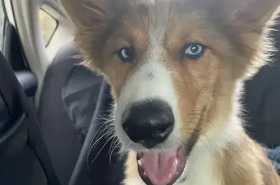 Lost Puppy: Brown & White, Mabelvale Road