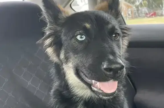 Lost Dog: Unique Eyes in Little Rock