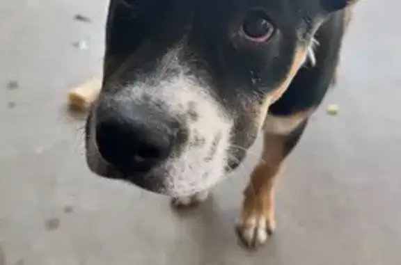 Lost Dog: Black/Brown/White in Avondale