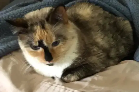 Missing cat Pensacola, photo: Lost Cat: Unique Peanut Marking Found!