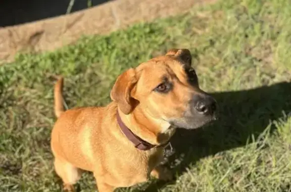 Lost Dog: Light Brown, Maroon Collar