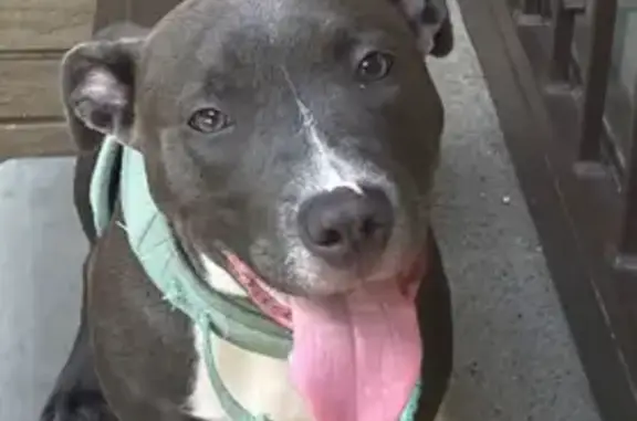 Lost Dog in Westland: Unique Paw Nails