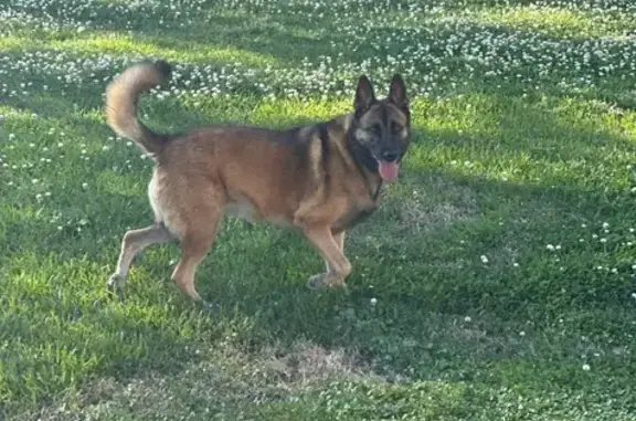 Lost Dog Near Vatican Rd, Church Point