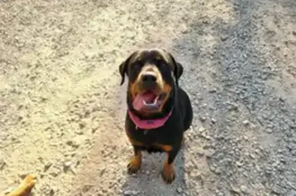 Lost Rottweiler, 3 Yrs, Sand Springs Area