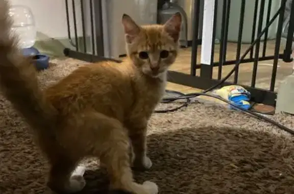 Friendly Orange Tabby Found in...