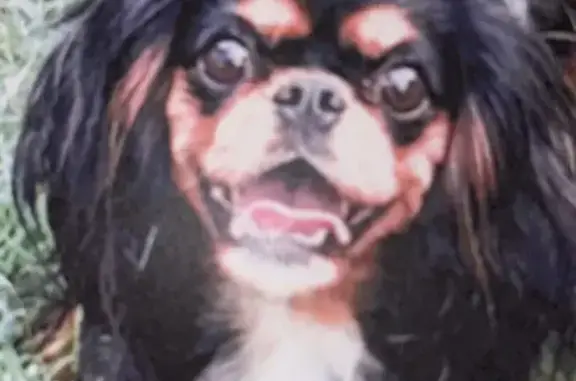 Lost: Layla, Black & Tan Cavalier, Carrollton