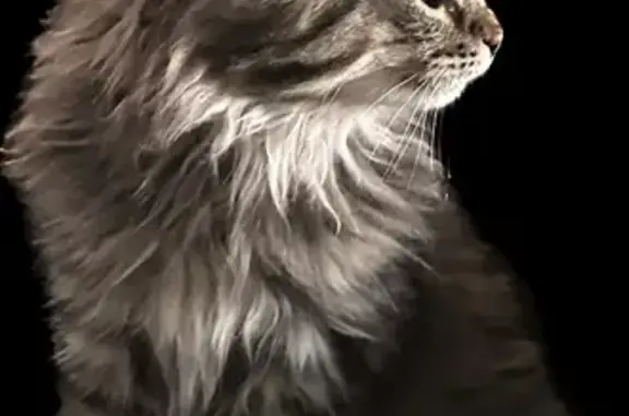 Missing cat Geraldton, photo: Lost Cat in Geraldton - Last Seen Newman St