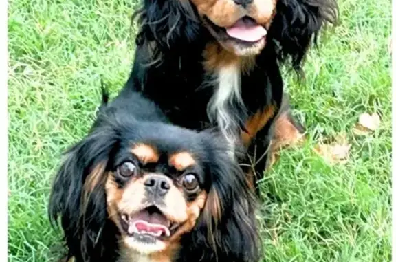 Lost Cavalier King Charles in Carrollton