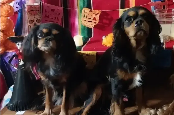 Lost Cavalier: Petite Female in Carrollton