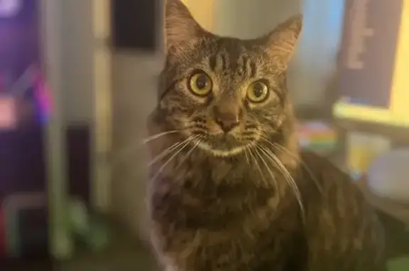 Missing cat Daphne, photo: Lost Maine Coon Mix on Harmon St, Daphne