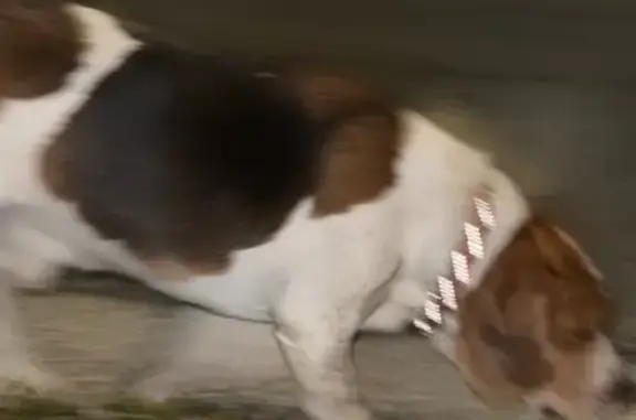 Lost and found pets Tampa, photo: Found: Skittish Beagle on Whiteway Dr, Tampa