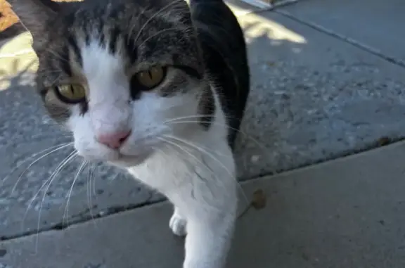 Found Cat in Magna: Shelter Re...