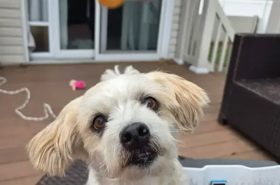 Help Find Charlie: Lost BichonPoodle Mix