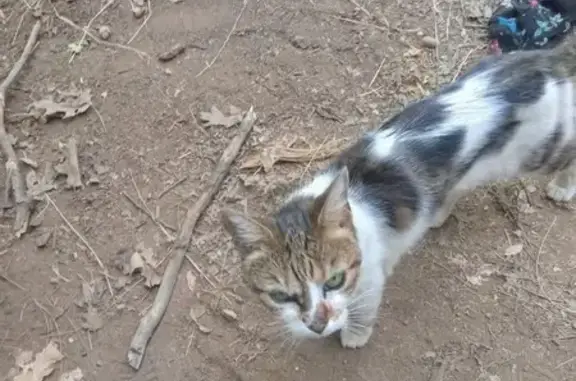 Missing cat Grass Valley, photo: Lost Calico Cat: Sore Above Eye, Grass Valley