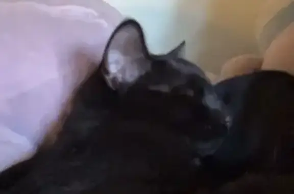 Lost Cat: Faint Stripes, Summerside Lane