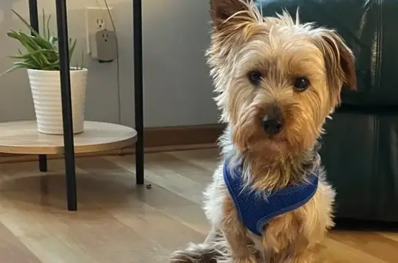 Lost Dog: 10lb Grey Pup on Hanley Rd