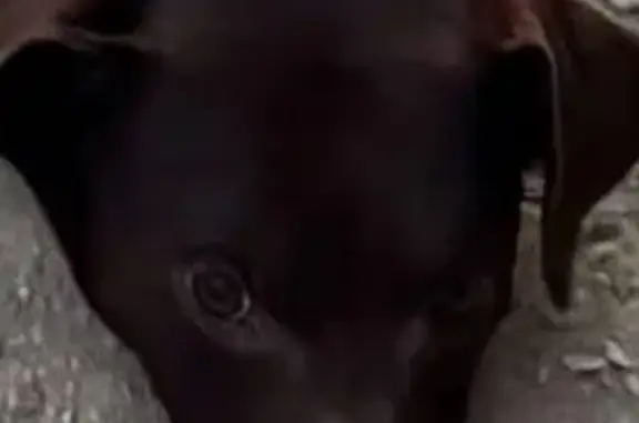 Lost Dog: Brown & White, Limping - El Paso