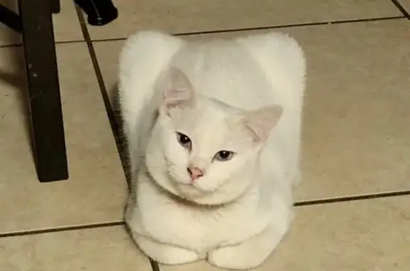 Missing cat Farmington, photo: Lost White Cat: Blue-Eyed Beauty Missing