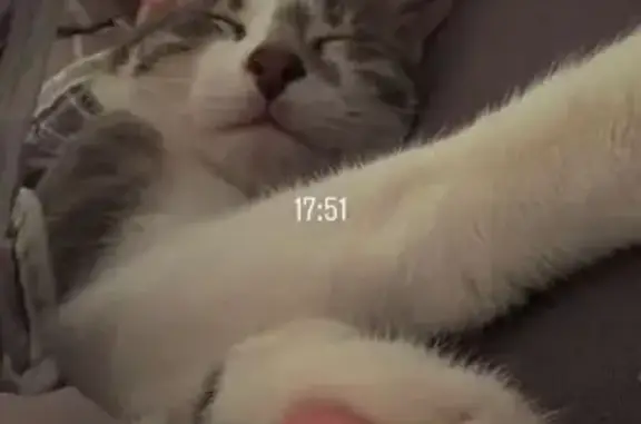 Chat perdu à Marly, tache sur le nez - photo