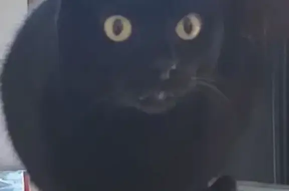 Lost Black Cat: Union Terrace, Maple Grove