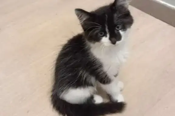Chat siamois noir et blanc perdu à Pontault - photo