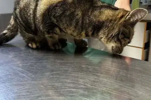 Chat trouvé Soisy-sous-Montmorency, photo: Chat mâle trouvé à Soisy-sous-Montmorency