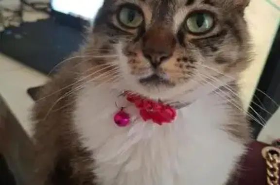 Perdue : Chatte grise Brownie, 2 ans - photo