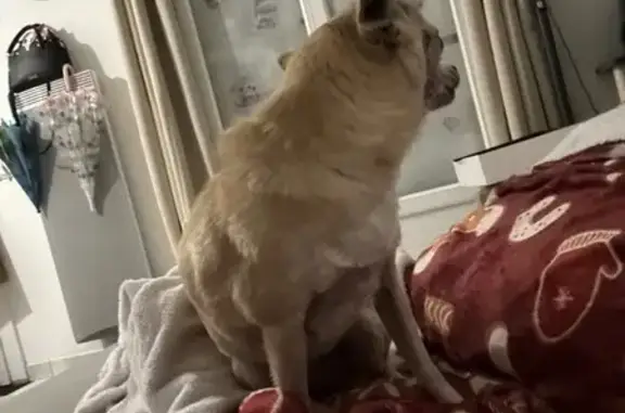 Chihuahua trouvé à Douy, puce identifiée - photo