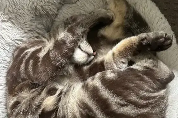 Lost Cat on Brennan Road, Camden