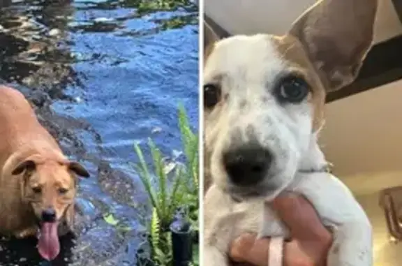 Lost Tan Kelpie & Jack Russell in NSW