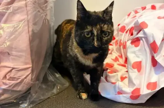 Found Affectionate Tortoiseshe...