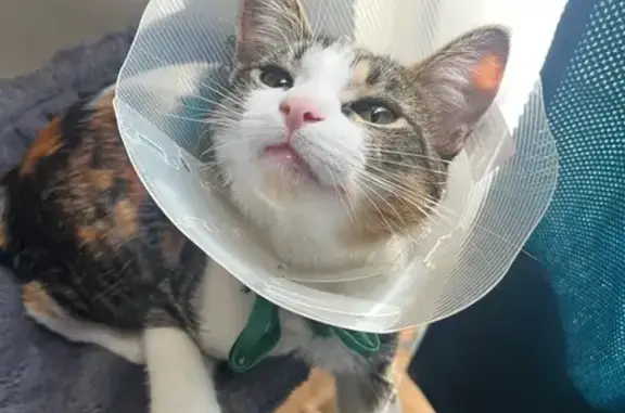 Chatte perdue à Agen : Nuggets, 10 mois - photo