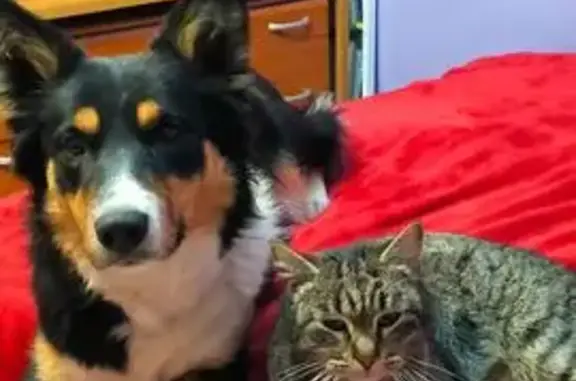 Perra Tricolor Perdida en Luceni: 10 Nov