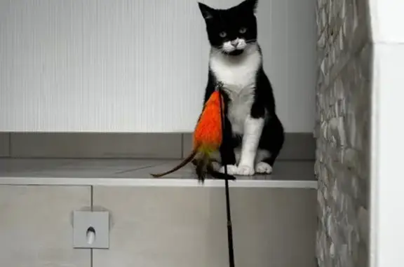 Chatte perdue à Eschau, rue de Gaulle - photo