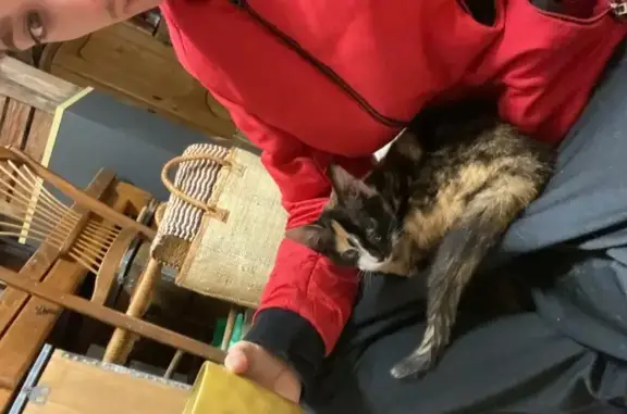 Animaux trouvés Jarnac, photo: Chatte tricolore docile trouvée à Jarnac