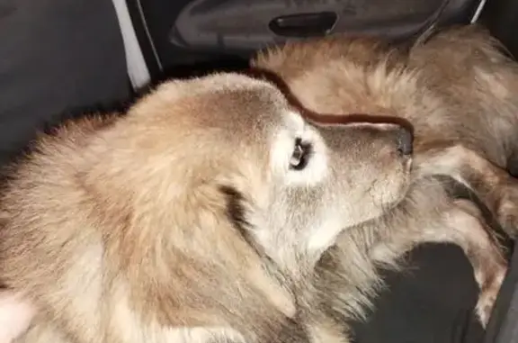 Animaux trouvés , photo: Chien fauve trouvé à Nexon, affectueux