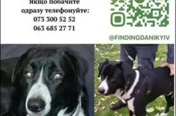 Зникла собака: Чорний з білим, Петропавлівське