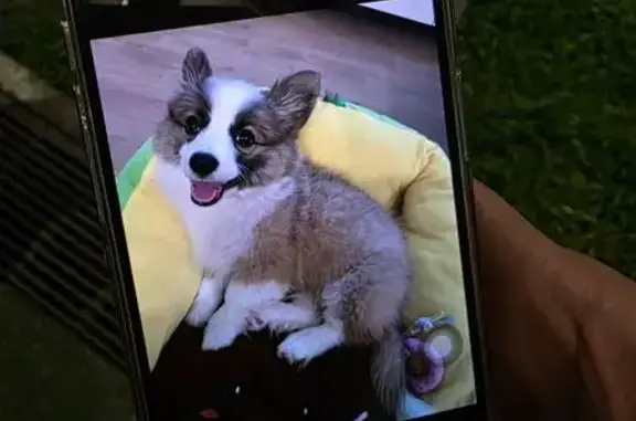 Lost and found pets Singapore, photo: Lost Grey Corgi Puppy in Rivervale