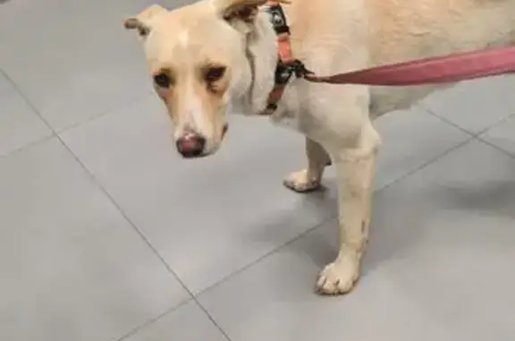 Perro encontrado Malaga, foto: Perra Labrador Joven y Dócil en Málaga