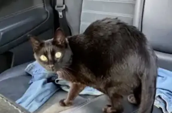 Chat perdu, , photo: Chatte noire perdue à Combressol