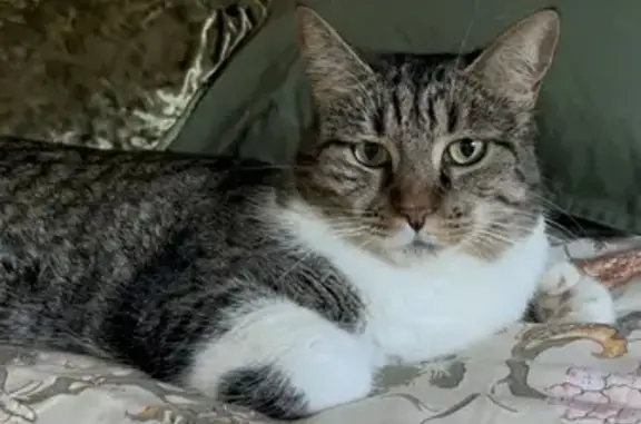 Chatte polydactyle perdue à La Seyne-sur-Mer - photo