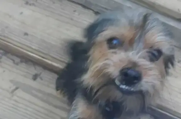 Lost Yorkie-Chihuahua Mix: Carson Area