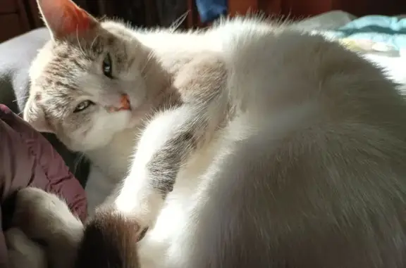 Chatte perdue à Gennes-Val-de-Loire - photo