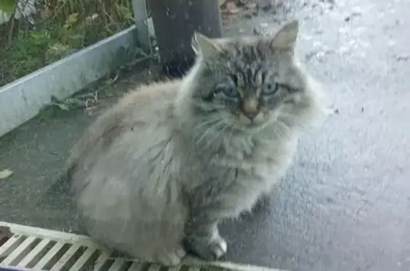 Chat trouvé Brest, photo: Chat trouvé dégriffé, rue de Kermaria, Brest